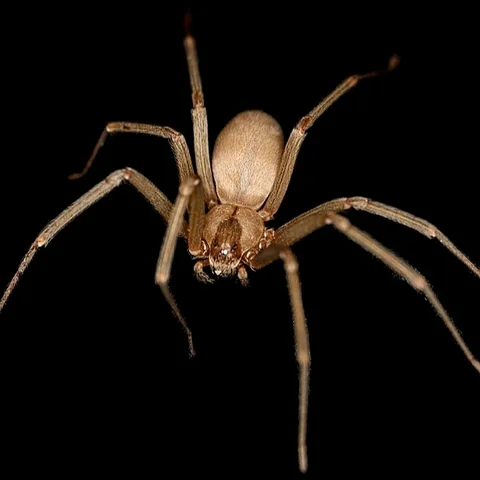 ilsutrasi laba-laba pertapa cokelat