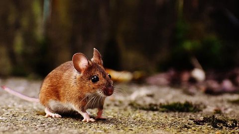 Cara Aman Membasmi Tikus Tanpa Ganggu Hewan Peliharaan (Sumber: gemini.com)