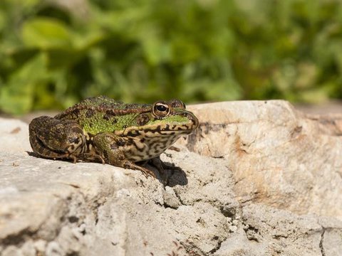 Katak di Sawah