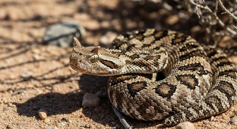 Ilustrasi Ular Bertanduk Gurun (Desert Horned Viper). [Foto: Gemini]