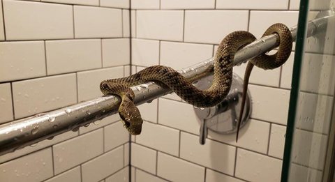 Ular kecil masuk rumah (Foto: Gemini AI)