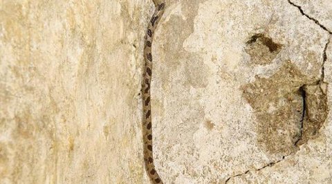 Ular kecil masuk rumah (Foto: Gemini AI)