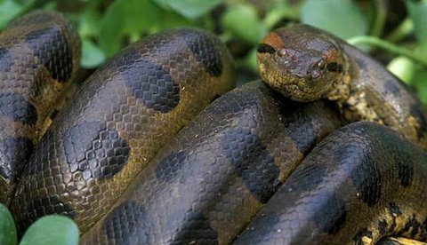 Ular Terbesar yang Bisa Menelan Manusia (Sumber: Wikimedia Commons)