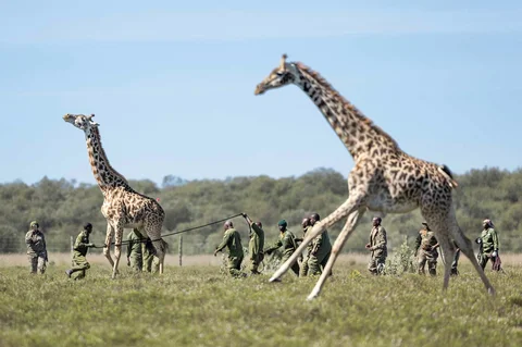Petugas jaga Kenya Wildlife Services (KWS) menangkap seekor jerapah Masai betina dewasa dalam operasi translokasi herbivora besar di kawasan  Kedong, Naivasha, Kenya, Minggu (16/11/2025) waktu setempat.
