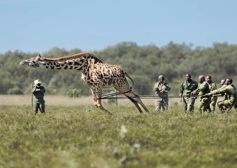 Petugas jaga Kenya Wildlife Services (KWS) menangkap seekor jerapah Masai betina dewasa dalam operasi translokasi herbivora besar di kawasan  Kedong, Naivasha, Kenya, Minggu (16/11/2025) waktu setempat.