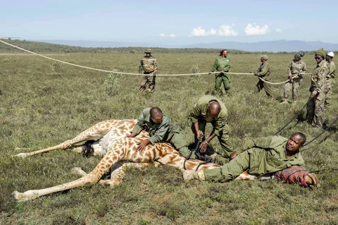 Petugas jaga Kenya Wildlife Services (KWS) menangkap seekor jerapah Masai betina dewasa dalam operasi translokasi herbivora besar di kawasan  Kedong, Naivasha, Kenya, Minggu (16/11/2025) waktu setempat.