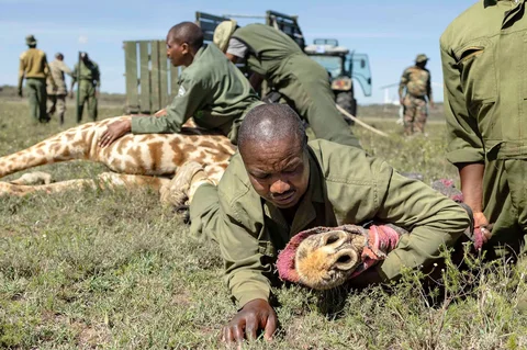 Petugas jaga Kenya Wildlife Services (KWS) menangkap seekor jerapah Masai betina dewasa dalam operasi translokasi herbivora besar di kawasan  Kedong, Naivasha, Kenya, Minggu (16/11/2025) waktu setempat.