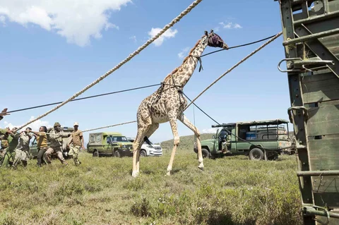 Petugas jaga Kenya Wildlife Services (KWS) menangkap seekor jerapah Masai betina dewasa dalam operasi translokasi herbivora besar di kawasan  Kedong, Naivasha, Kenya, Minggu (16/11/2025) waktu setempat.