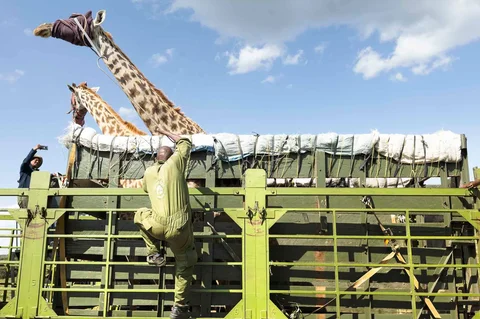 Petugas jaga Kenya Wildlife Services (KWS) menangkap seekor jerapah Masai betina dewasa dalam operasi translokasi herbivora besar di kawasan  Kedong, Naivasha, Kenya, Minggu (16/11/2025) waktu setempat.