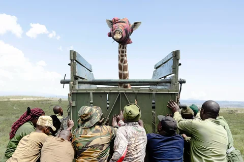 Petugas jaga Kenya Wildlife Services (KWS) menangkap seekor jerapah Masai betina dewasa dalam operasi translokasi herbivora besar di kawasan  Kedong, Naivasha, Kenya, Minggu (16/11/2025) waktu setempat.