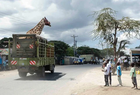 Petugas jaga Kenya Wildlife Services (KWS) menangkap seekor jerapah Masai betina dewasa dalam operasi translokasi herbivora besar di kawasan  Kedong, Naivasha, Kenya, Minggu (16/11/2025) waktu setempat.