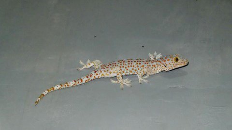 Ilustrasi cicak atau Hemidactylus frenatus (Wikimedia Commons)