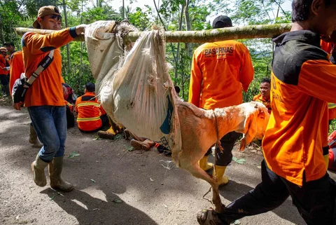 Para relawan penyelamat menyelamatan hewan milik warga  di lokasi tanah longsor di Desa Situkung, Banjarnegara, Jawa Tengah, Selasa (18/11/2025).
