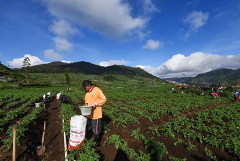 Petani  bersiap melakukan pemupukan tanaman kentang di kawasan Batur, Banjarnegara, Jawa tengah, Minggu (02/11/2025).