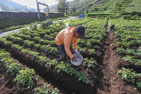 Petani melakukan pemupukan tanaman kentang di kawasan Batur, Banjarnegara, Jawa tengah, Minggu (02/11/2025).