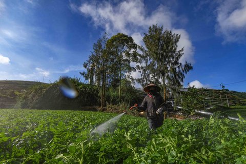 Petani melakukan penyemprotan pupuk cair pada  tanaman kentang di kawasan Batur, Banjarnegara, Jawa tengah, Minggu (02/11/2025).