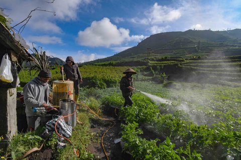 Petani melakukan penyemprotan pupuk cair pada  tanaman kentang di kawasan Batur, Banjarnegara, Jawa tengah, Minggu (02/11/2025).