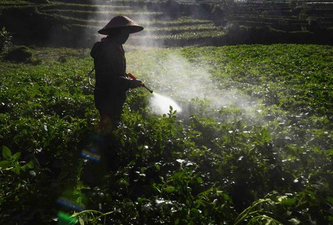 Petani melakukan penyemprotan pupuk cair pada  tanaman kentang di kawasan Batur, Banjarnegara, Jawa tengah, Minggu (02/11/2025).