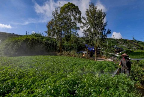 Petani melakukan penyemprotan pupuk cair pada  tanaman kentang di kawasan Batur, Banjarnegara, Jawa tengah, Minggu (02/11/2025).