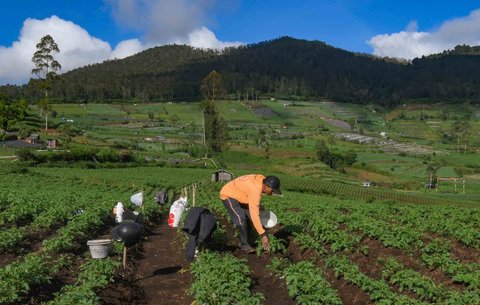 Petani melakukan pemupukan tanaman kentang di kawasan Batur, Banjarnegara, Jawa tengah, Minggu (02/11/2025).