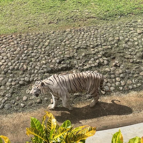 Harimau di Ragunan
