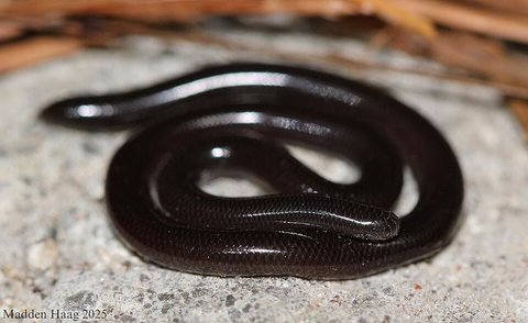 Tips Kebun Sayur Belakang Rumah Bebas Ular