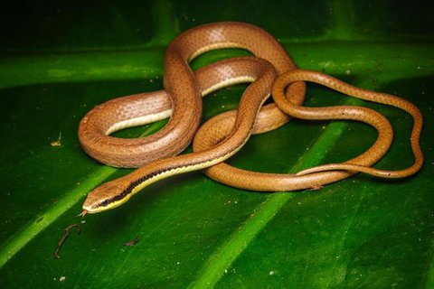 Tips Kebun Sayur Belakang Rumah Bebas Ular