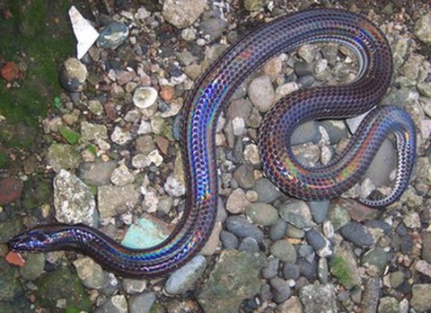 Tips Kebun Sayur Belakang Rumah Bebas Ular