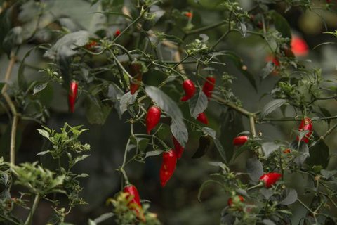Kondisi tanaman cabai rawit petani di Gorontalo terserang hama akibat cuaca yang tidak menentu (Arfandi Ibrahim/Liputan6.com)