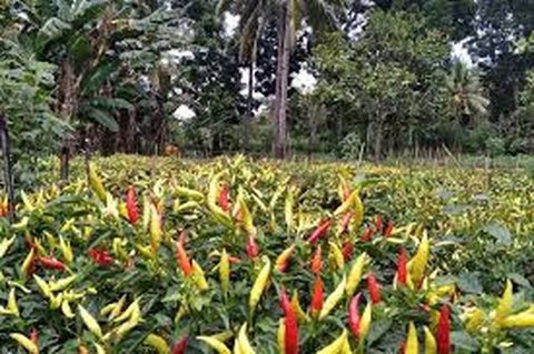 Kondisi tanaman cabai rawit petani di Gorontalo terserang hama akibat cuaca yang tidak menentu (Arfandi Ibrahim/Liputan6.com)