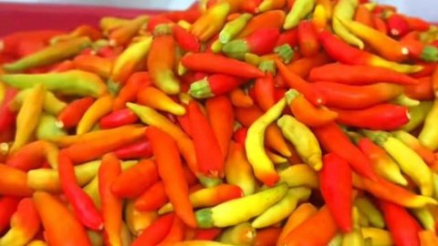 Tips Menyimpan Cabai di Kulkas. (TikTok/Eka Laksmita).