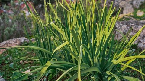 Tips Menanam Kangkung di Polybag, Panen Melimpah di Lahan Terbatas dalam Hitungan Minggu