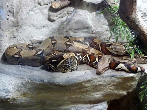 Ular Tikus. (Foto: Wikipedia)