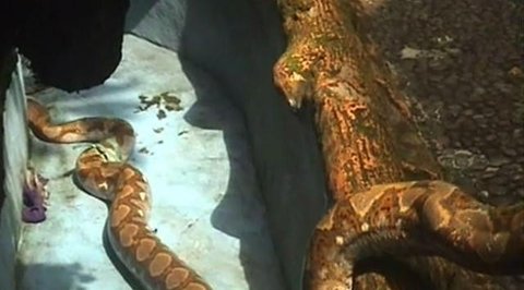Ular Tikus. (Foto: Wikipedia)