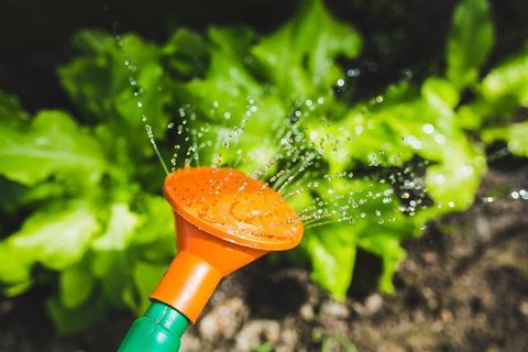 Tips Menanam Kangkung di Polybag, Panen Melimpah di Lahan Terbatas dalam Hitungan Minggu