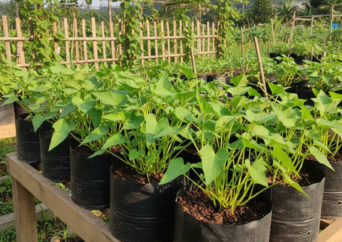 Tips Menanam Kangkung di Polybag, Panen Melimpah di Lahan Terbatas dalam Hitungan Minggu