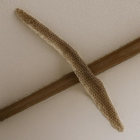 Ular di Atap Rumah