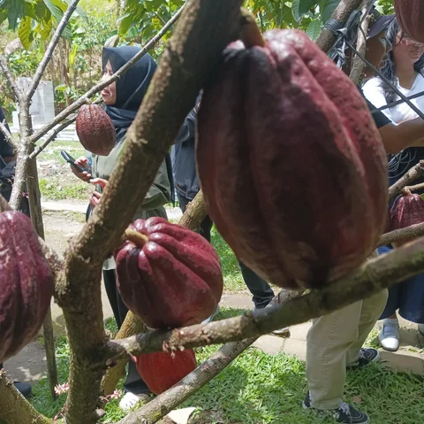 Kisah Mantan Pegawai Bank yang Sukses Raup Omzet Miliaran dari Kebun Cokelat