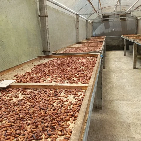 Kisah Mantan Pegawai Bank yang Sukses Raup Omzet Miliaran dari Kebun Cokelat