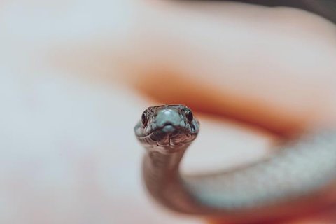 Ular kecil masuk rumah (Foto: Gemini AI)