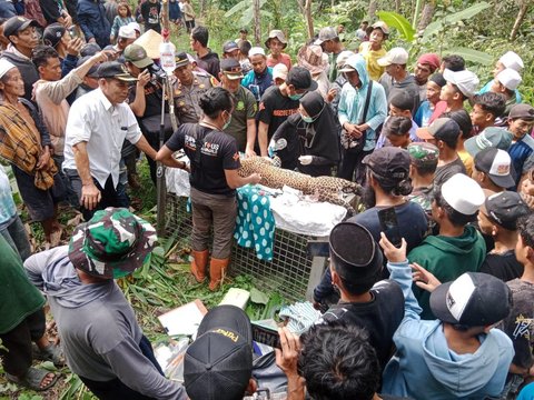 Evakuasi dan penanganan macan tutul Jawa oleh  BKSDA dan PPSC Nyalindung Kabupaten Sukabumi (Liputan6.com/Istimewa).