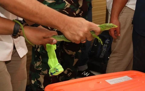 133 ekor reptil yang diselundupkan dari Papua melalui KM Dobonsolo diamankan di Markas Komando Daerah Angkatan Laut (Makodaeral) III, Jakarta (Rabu (26/11/2025).