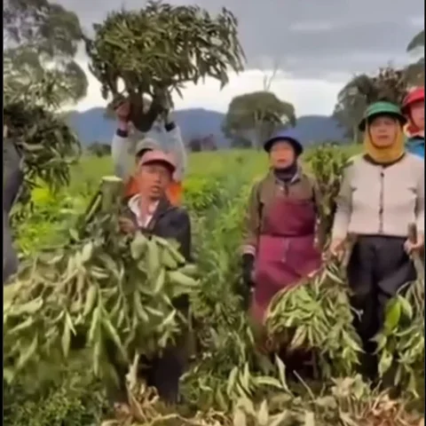 Dedi Mulyadi Geram, Pelaku Perusakan Kebun Teh Harus Ditangkap!