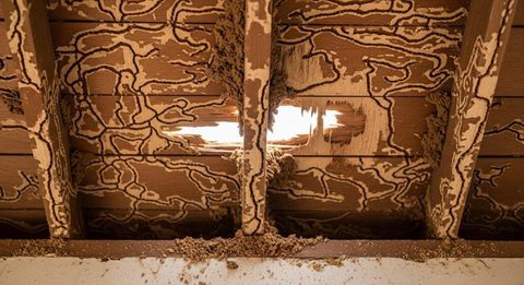 Sarang Rayap di Rumah Kayu vs Beton