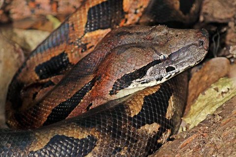 Ular boa (Wikipedia)