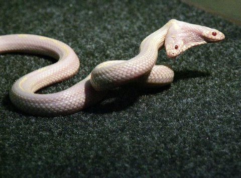 Ular boa (Wikipedia)