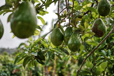 Alpukat adalah buah dengan lemak sehat yang mengenyangkan/copyright pexels/Foodie Factor