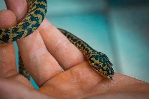 Ilustrasi Ular Kecil. (Foto: Oleksandr Kuzmin/Unsplash)