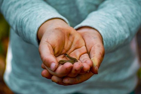 Ilustrasi Ular Kecil. (Foto: Oleksandr Kuzmin/Unsplash)