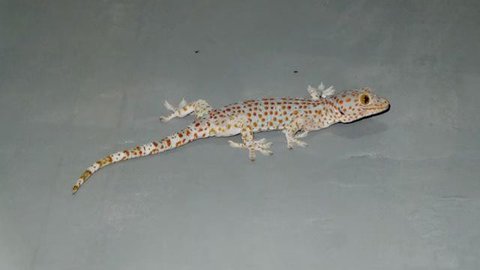 Ilustrasi cicak atau Hemidactylus frenatus (Wikimedia Commons)